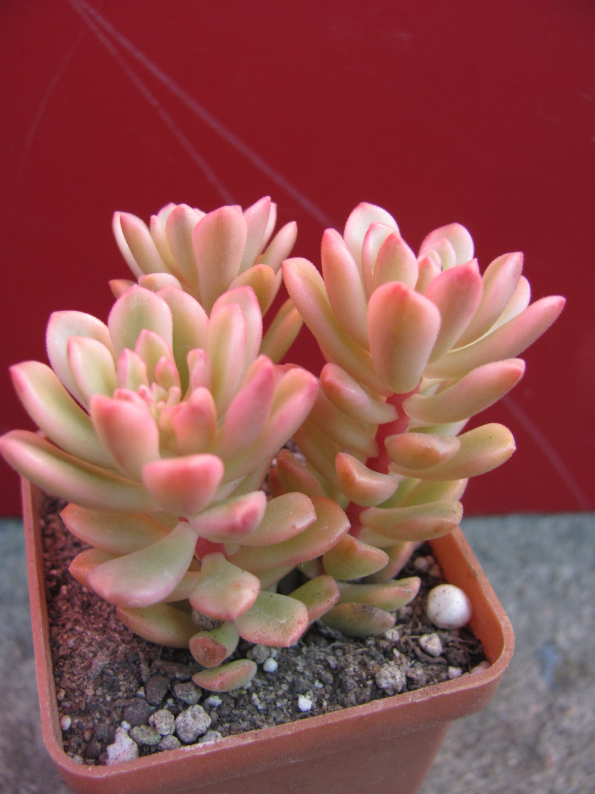 Sedum  *Jouce Tulloch*   variegata