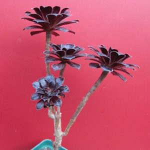 Aeonium schvarzkopf