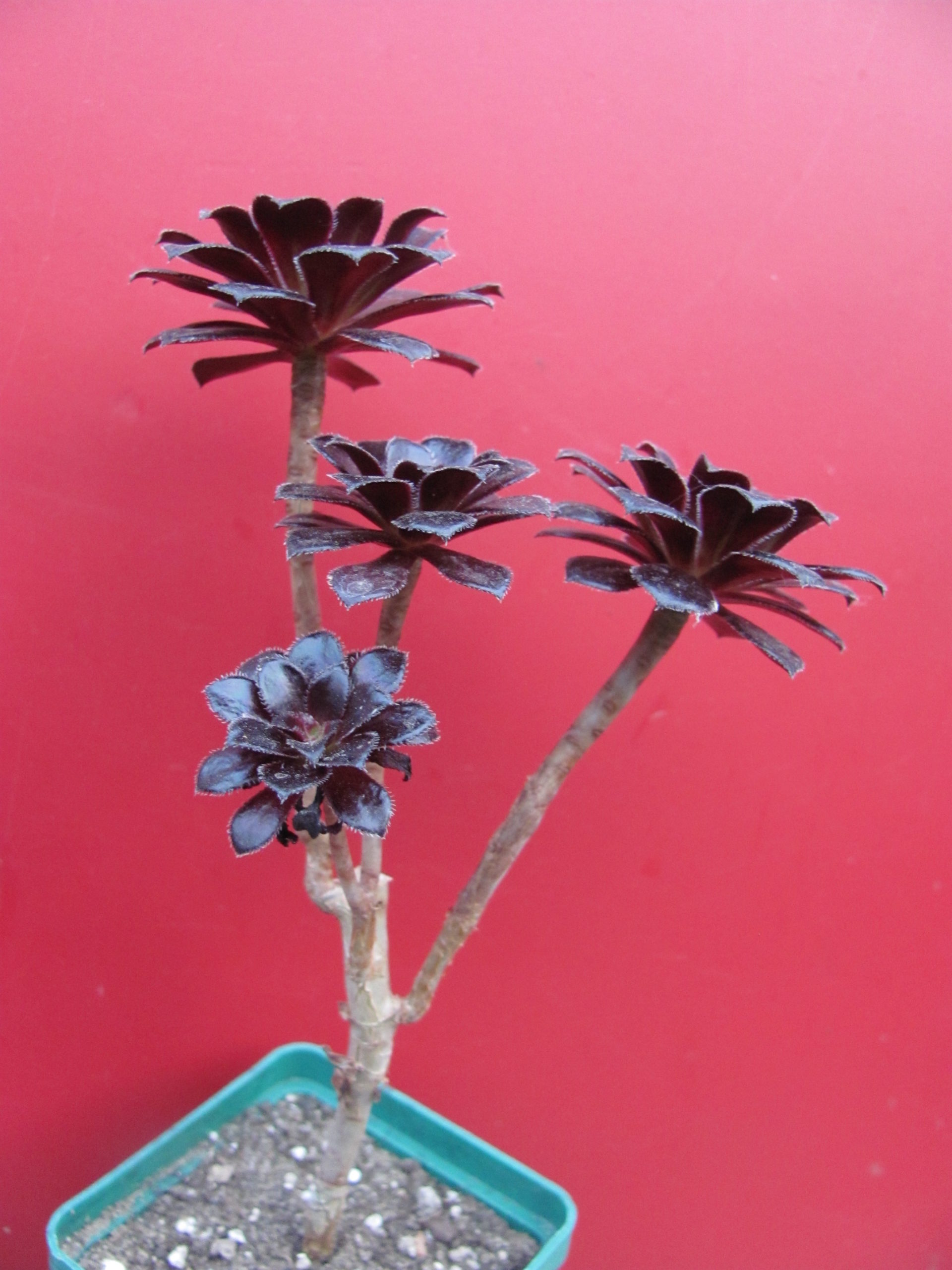 Aeonium schvarzkopf