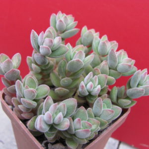 Crassula  velutina