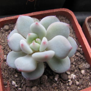 Echeveria  * Lotus Jade*      ( China )