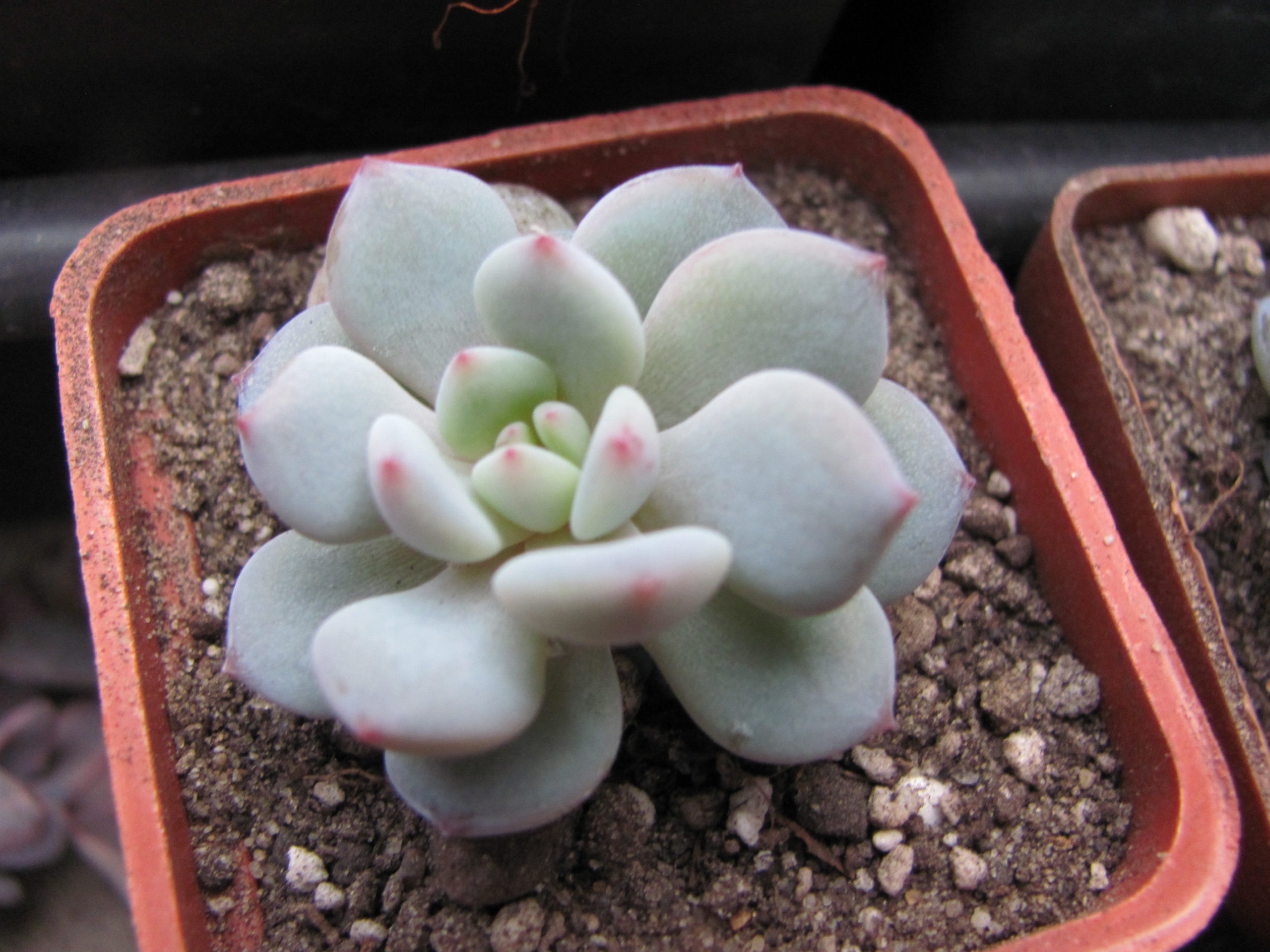 Echeveria  * Lotus Jade*      ( China )