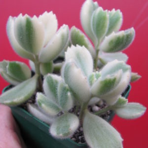 Cotyledon  tomentosa variegata        3 разом