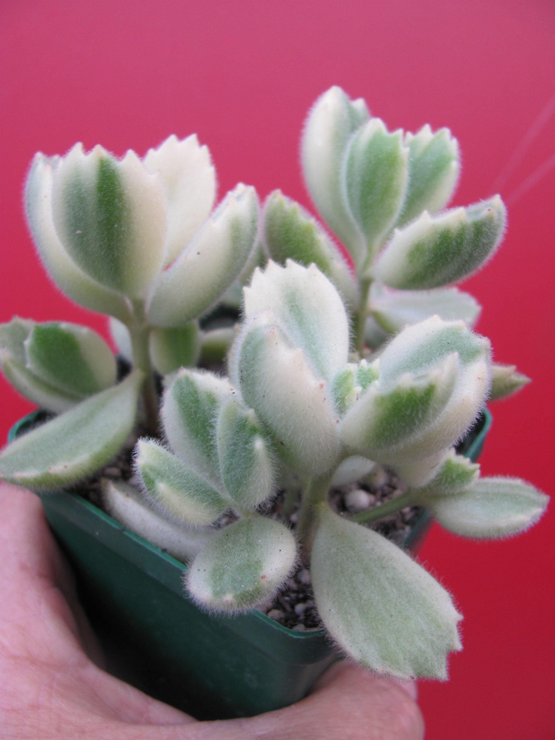 Cotyledon  tomentosa variegata        3 разом