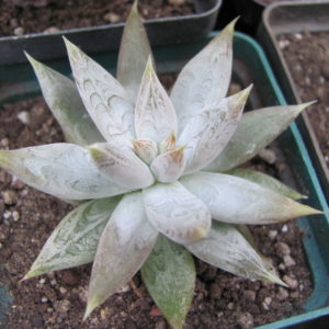 Echeveria tolimanensis