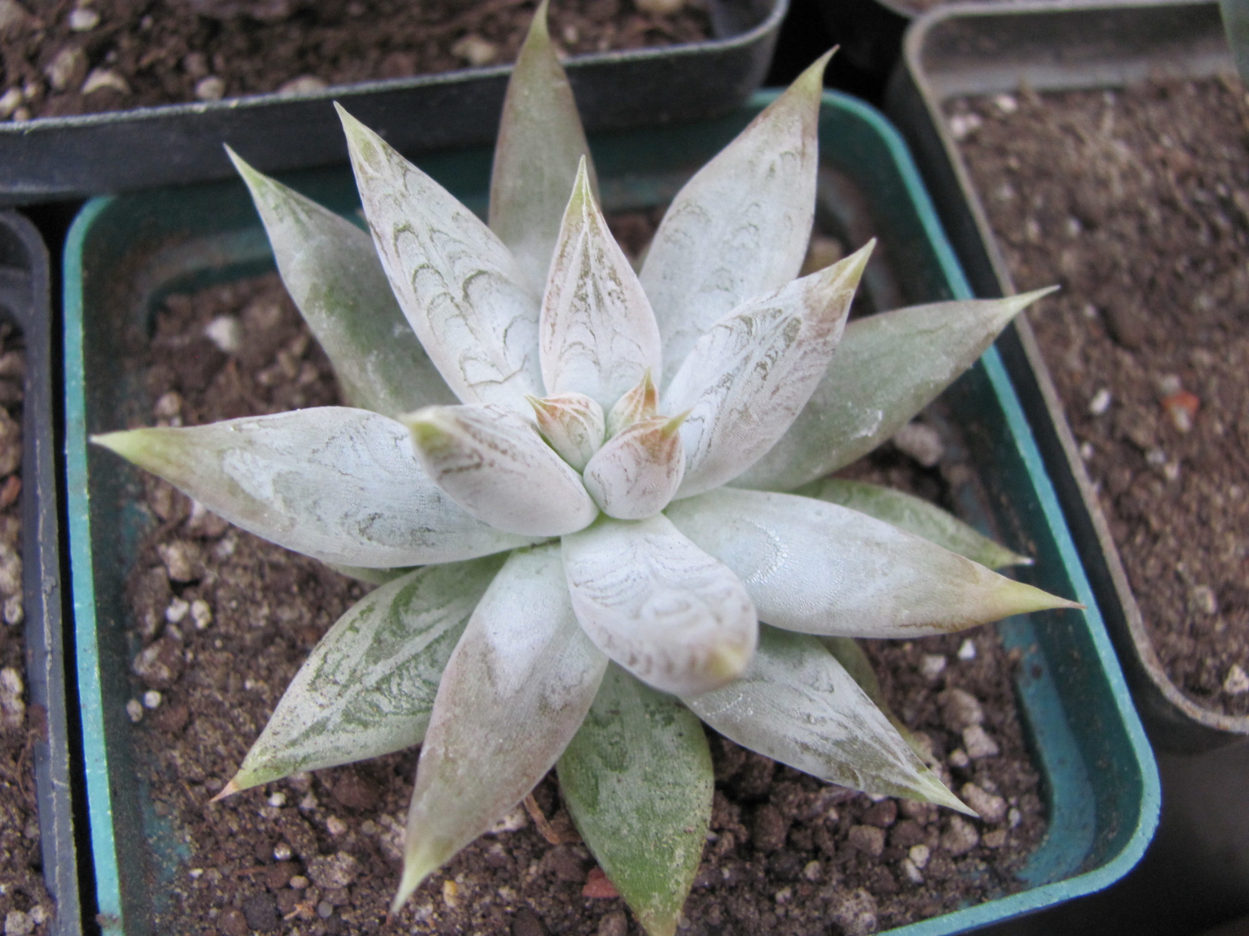 Echeveria tolimanensis