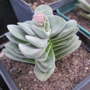 Crassula coralita