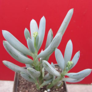 Senecio  *Kilimanjaro*