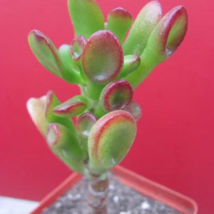 Crassula *Gollum*