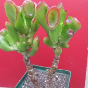 Crassula Gollum