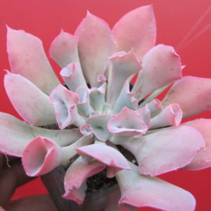 Echeveria Trumpet Pinky
