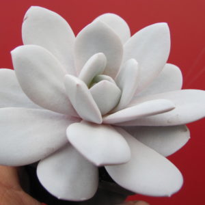Echeveria laui