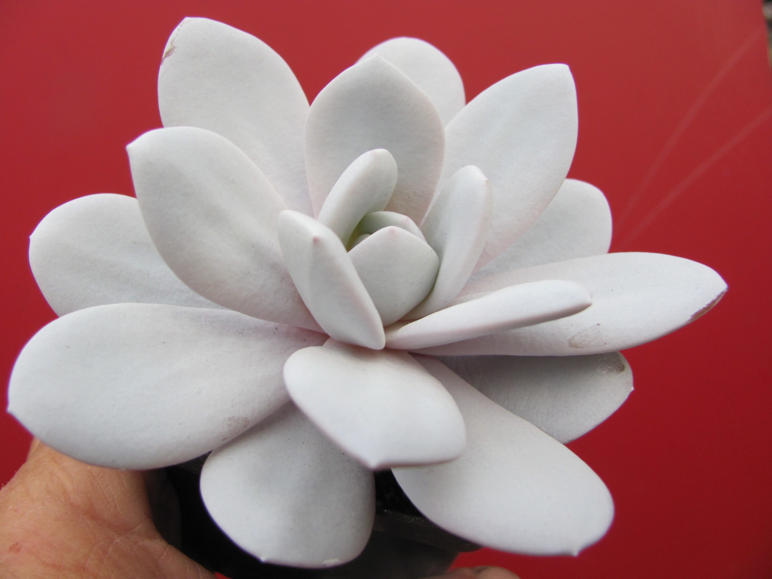 Echeveria laui