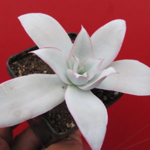 Echeveria Cante