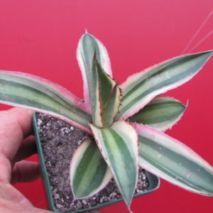 Agava lophantha  guadricolor