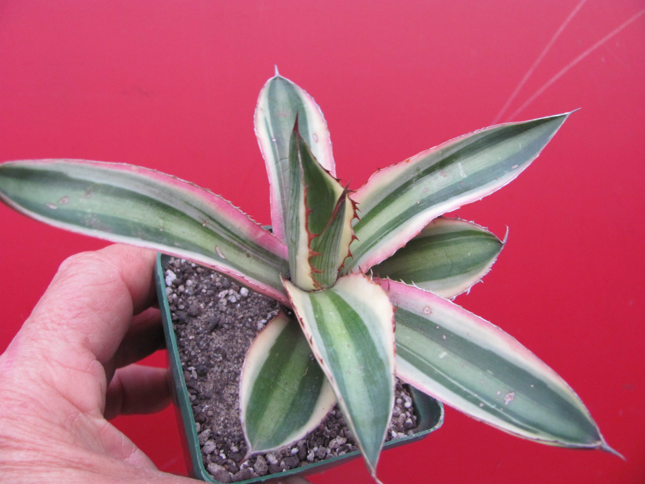 Agava lophantha  guadricolor
