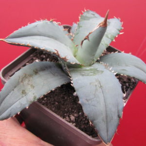 Agava titanita Blue