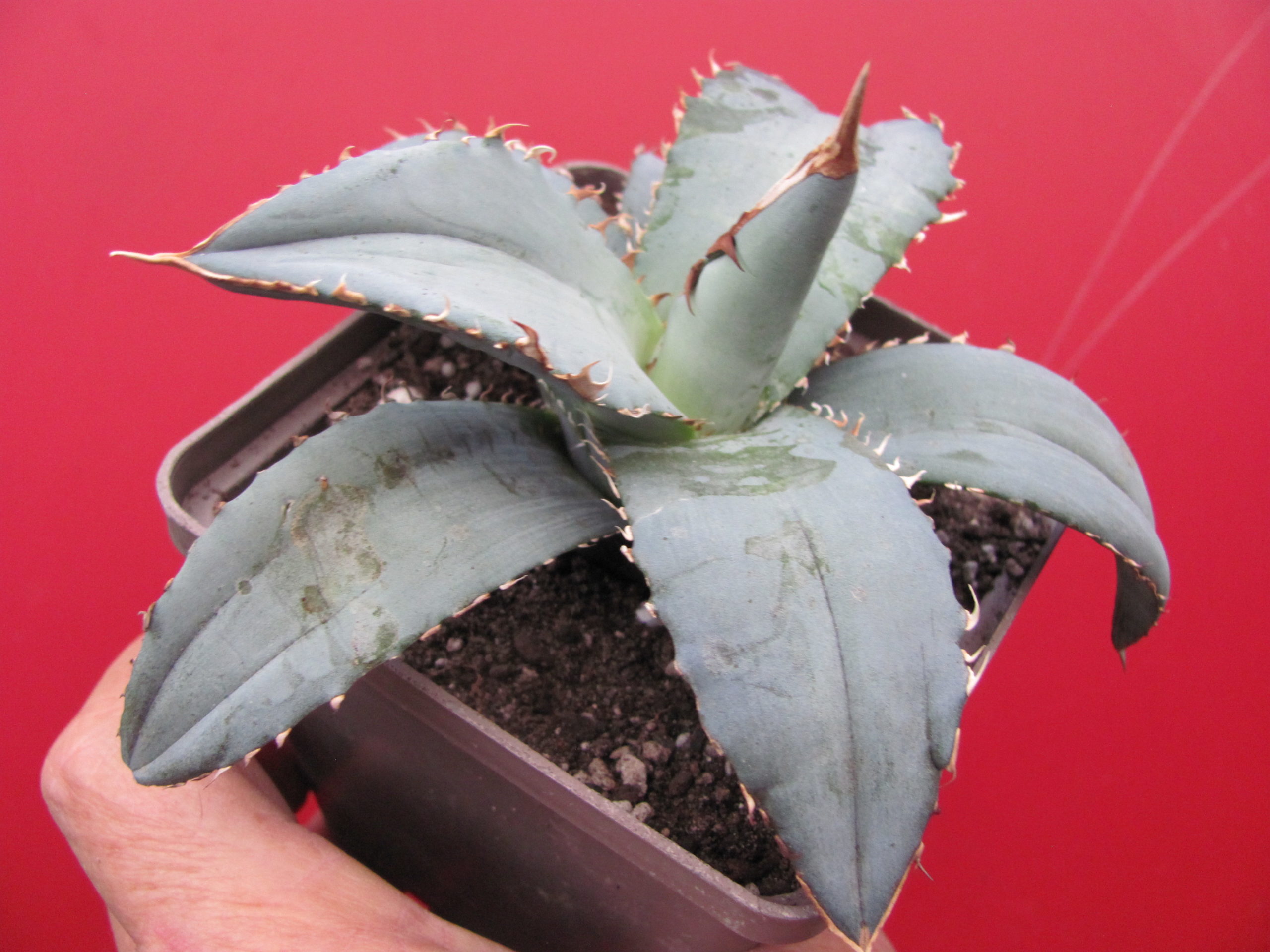 Agava titanita Blue