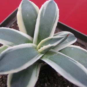 Agava pattonii  variegata