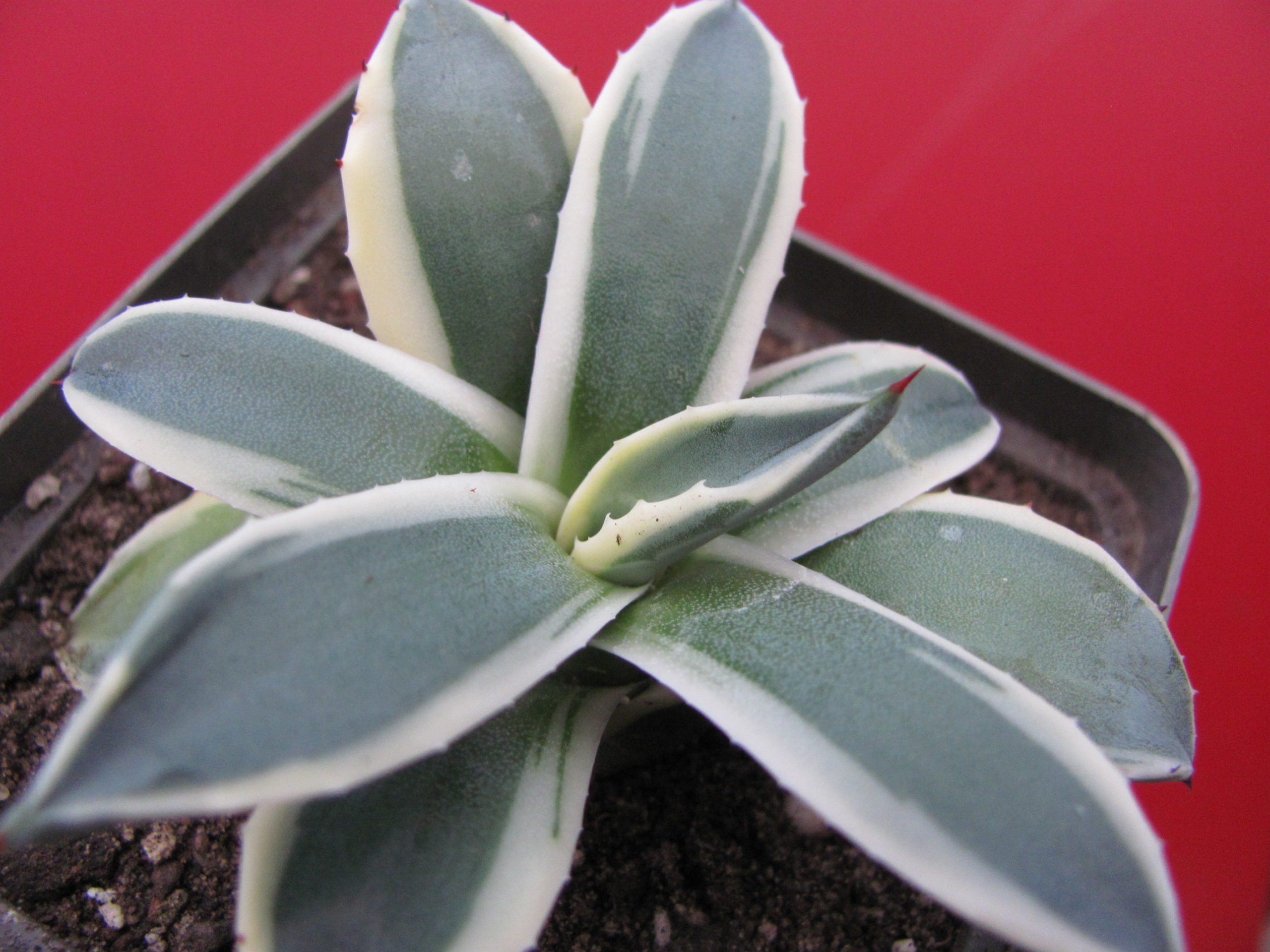 Agava pattonii  variegata