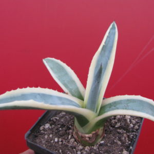 Agava sp.      ( salmiana )