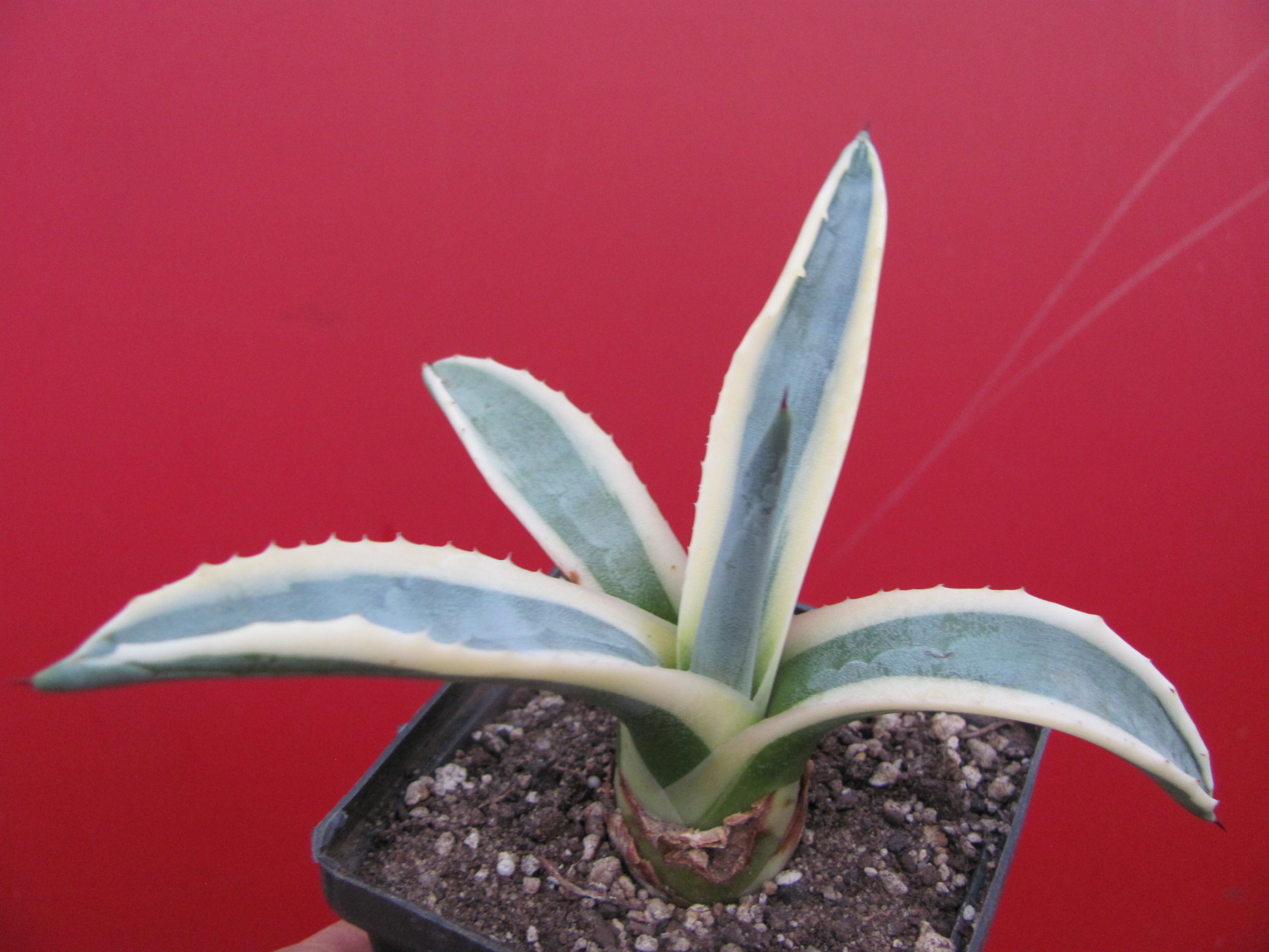 Agava sp.      ( salmiana )