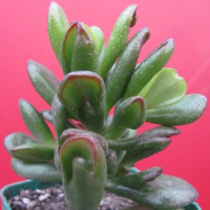 Crassula *HOBBIT*