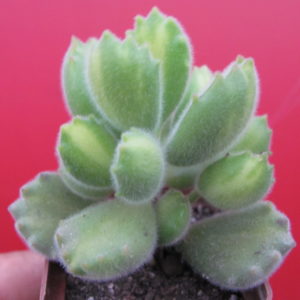 Cotyledon ladismithiensis variegata