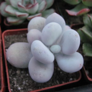 Pachyphytum   oviferum