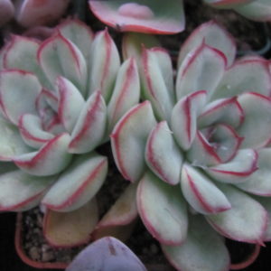 Echeveria pulidonis