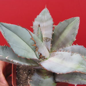 Agava  titanota *Rancho Tambor*    ( Monstr )