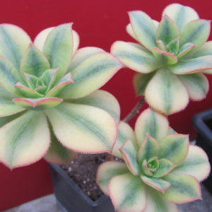Aeonium Florescens variegata