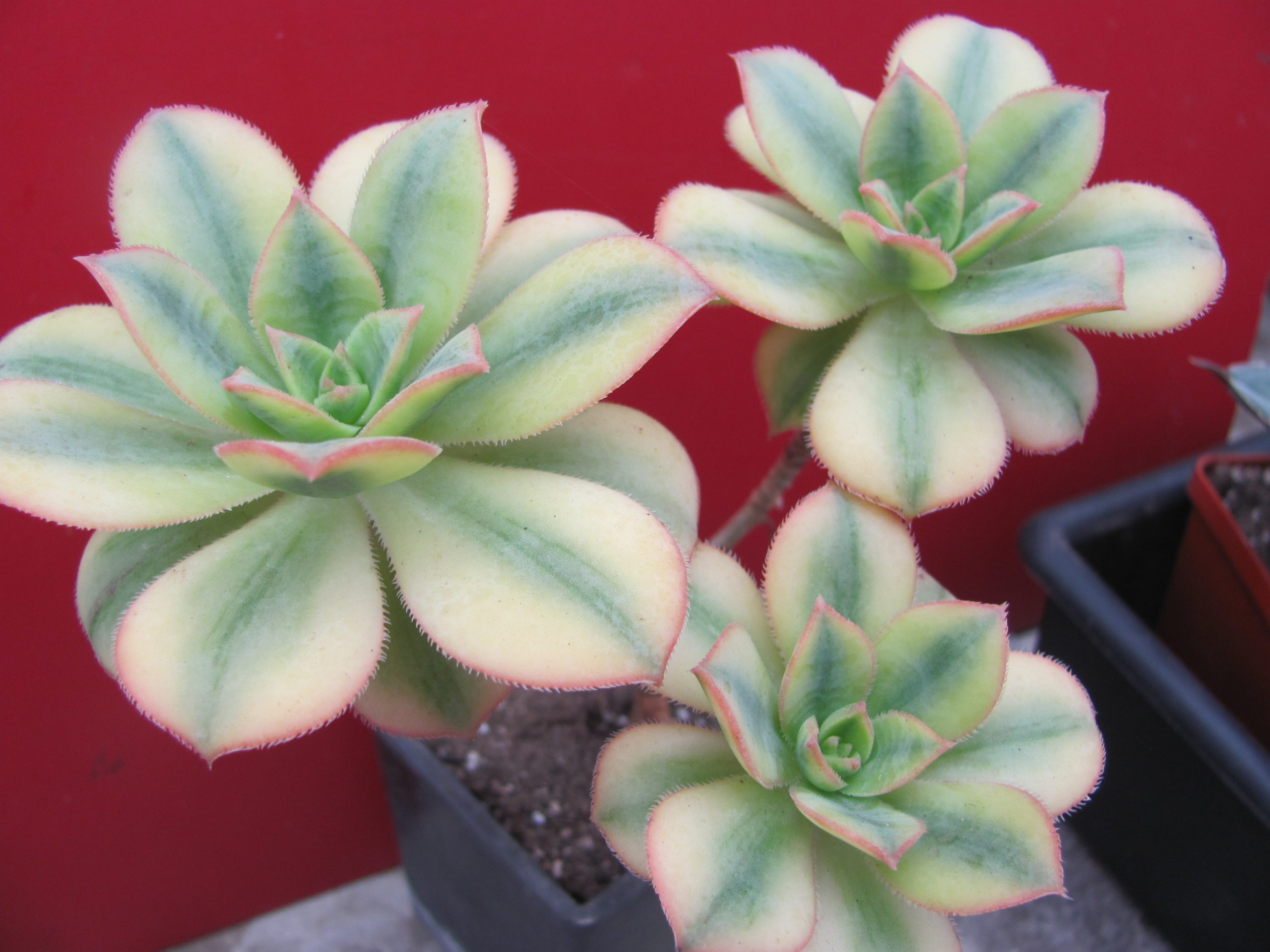 Aeonium Florescens variegata