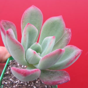 Echeveria   pulvinata Ruby hybr.