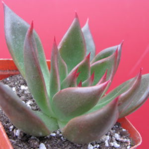 Echeveria Bronze Beauty