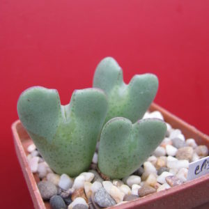 Conophytum   elishae