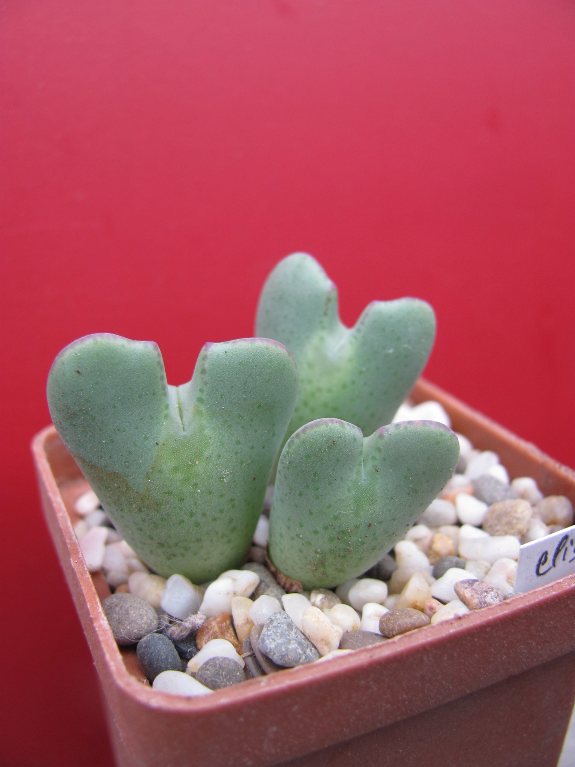 Conophytum   elishae