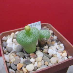 Conophytum subglobbosum