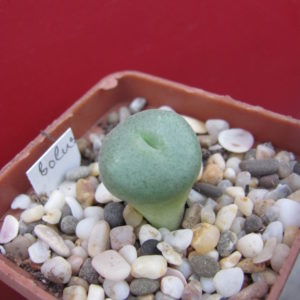 Conophytum   bolusii