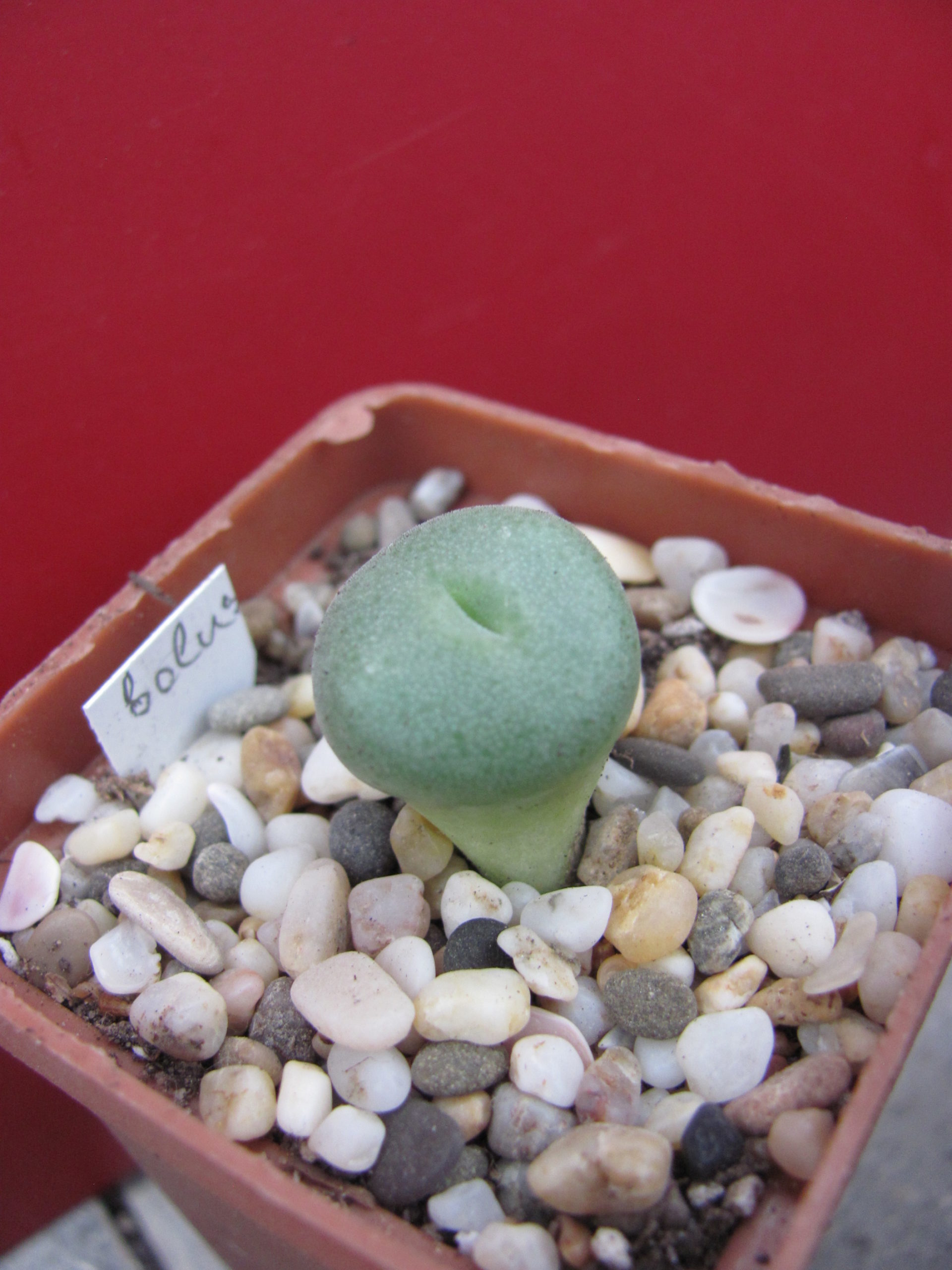 Conophytum   bolusii