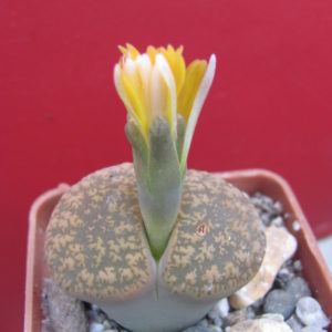 Lithops  lesliei    hornii