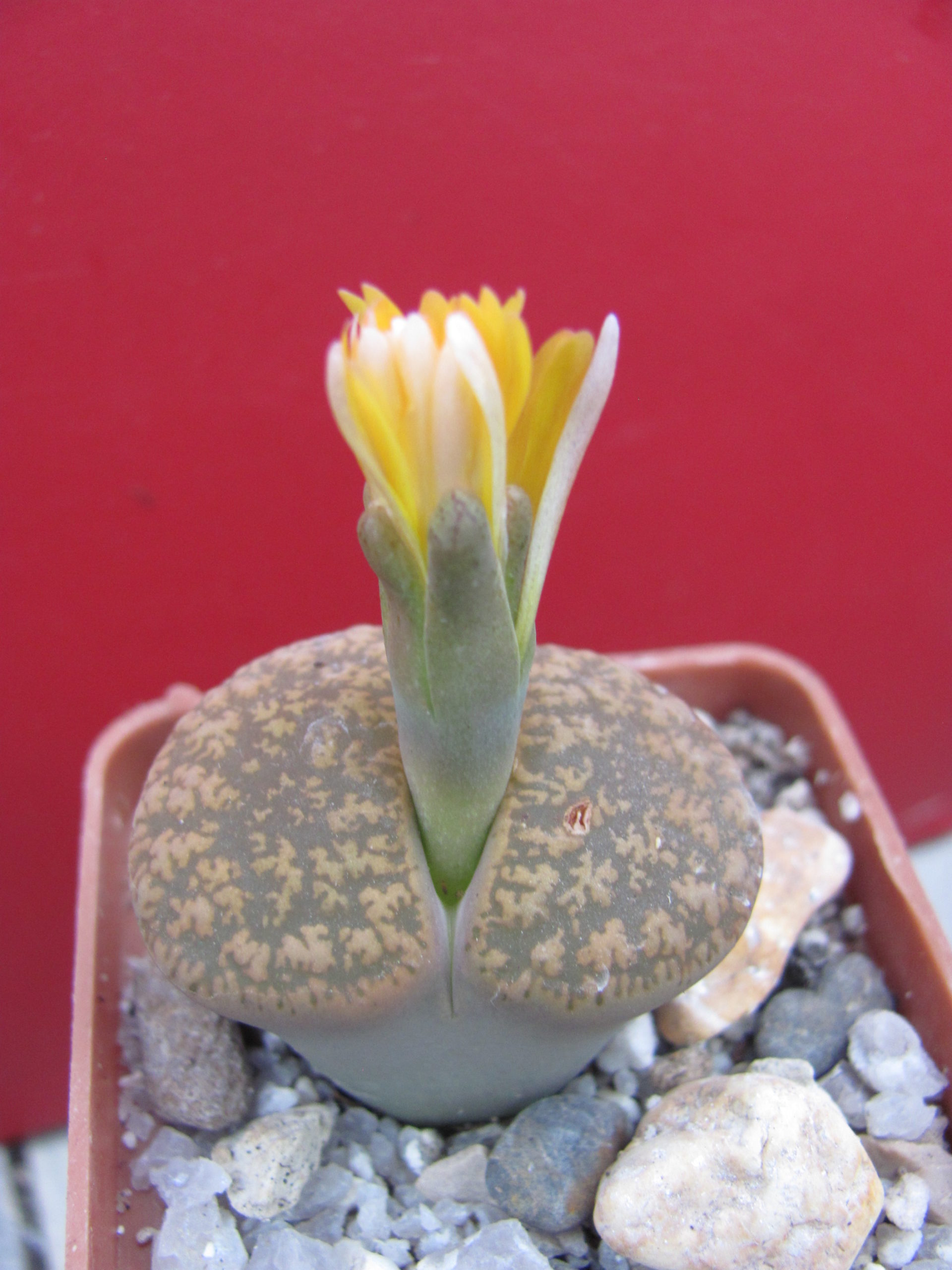 Lithops  lesliei    hornii