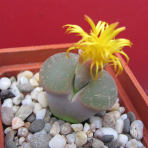 Lithops   lesliei