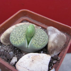 Lithops   lesliei  aurea