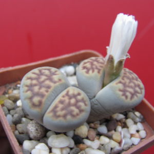 Lithops  karasmontana