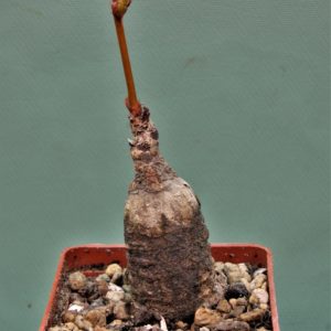 Jatropha-af.prunifolia.-Zambia