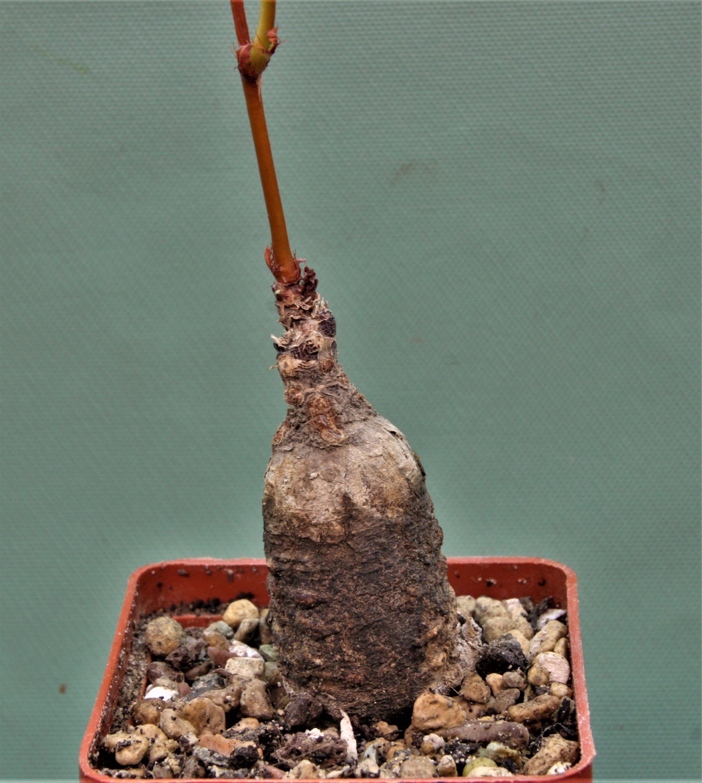 Jatropha-af.prunifolia.-Zambia