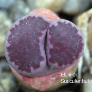 насіння lithops salicola bacchus seeds