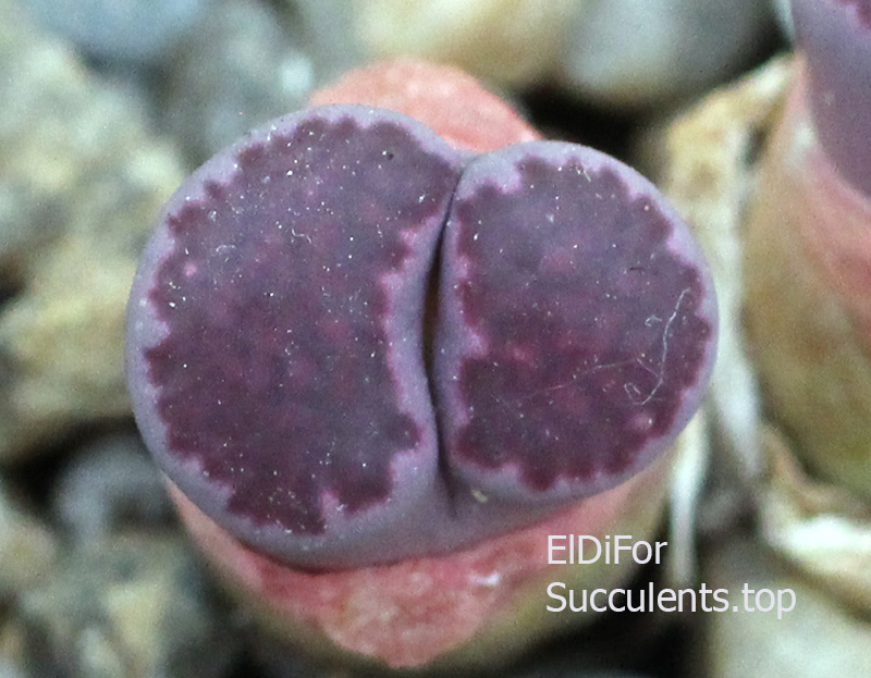 насіння lithops salicola bacchus seeds