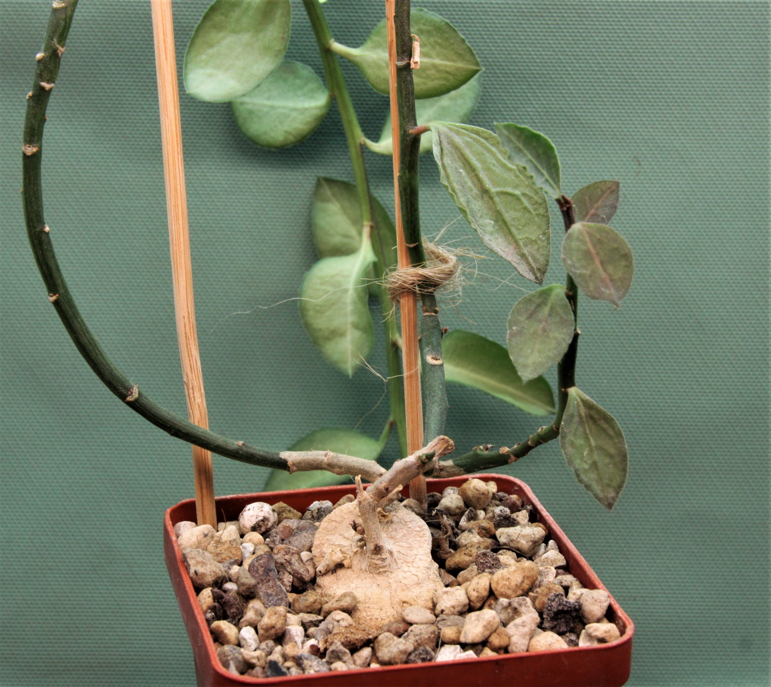 Monadenium-invenustum-1.